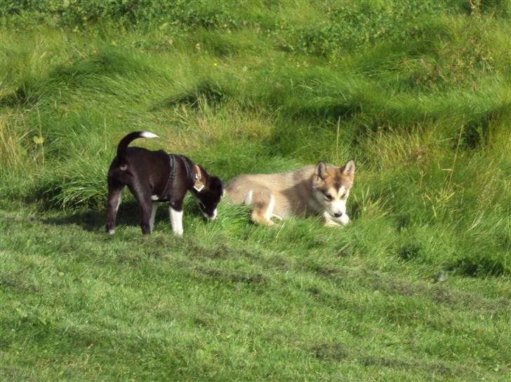 Alaskan malamute Theis - Theis & bedste ven Zoe billede 5