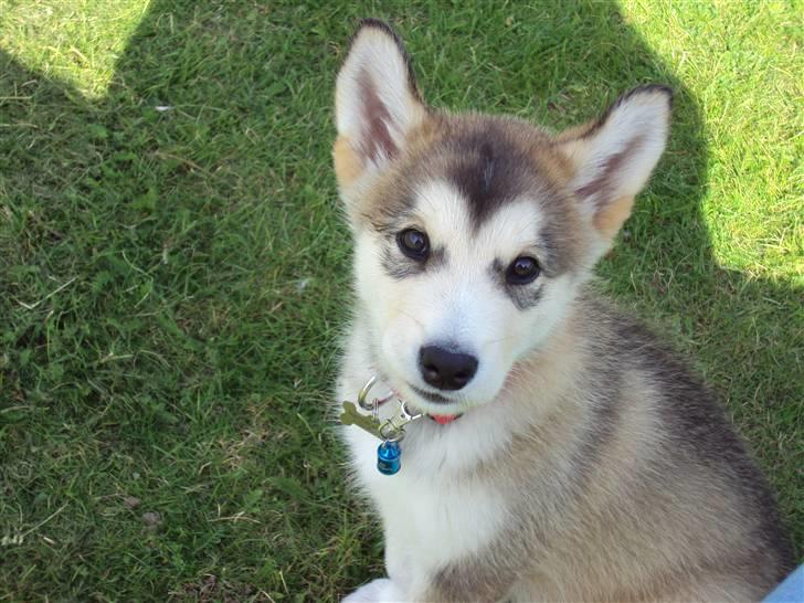 Alaskan malamute Theis billede 6