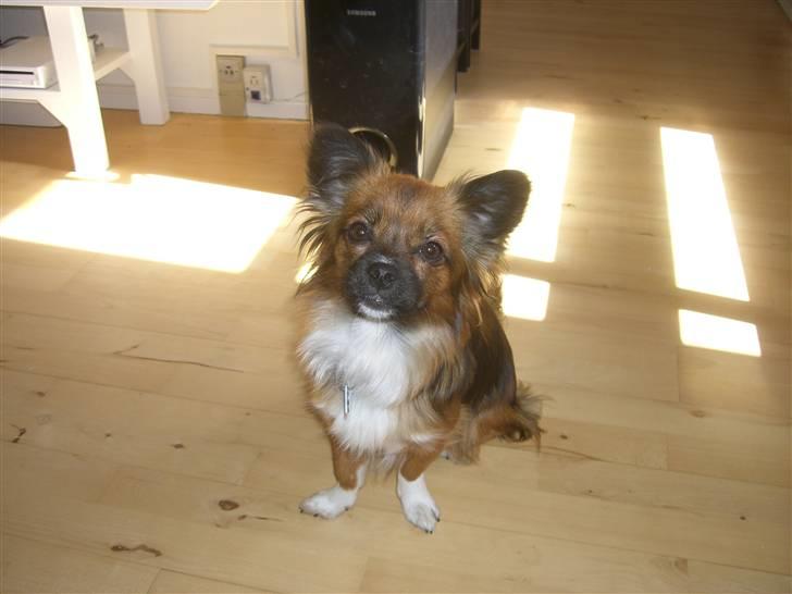 Blanding af racer Frida billede 1