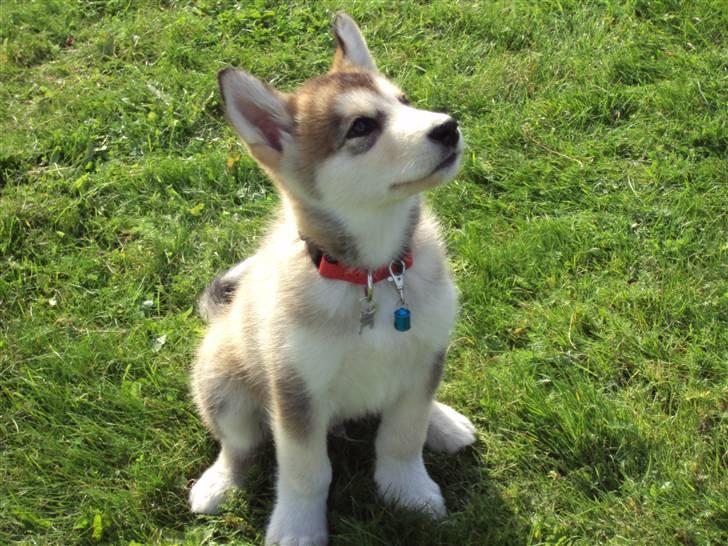 Alaskan malamute Theis billede 7