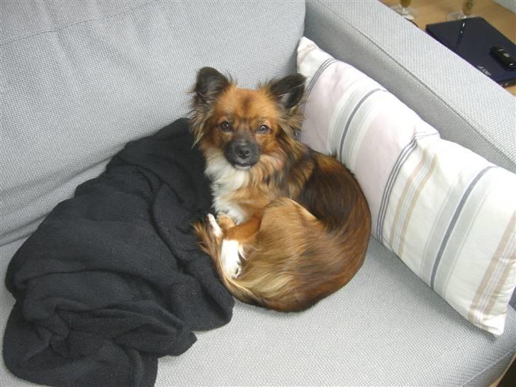 Blanding af racer Frida billede 2