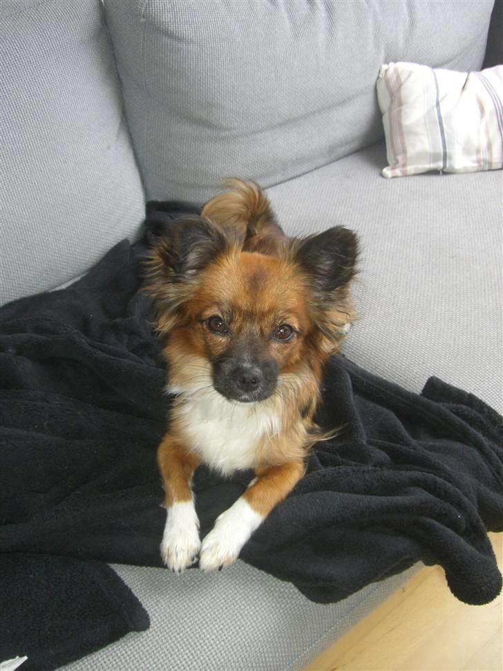 Blanding af racer Frida billede 3