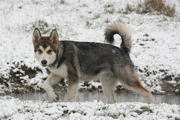 Alaskan malamute Theis billede 8