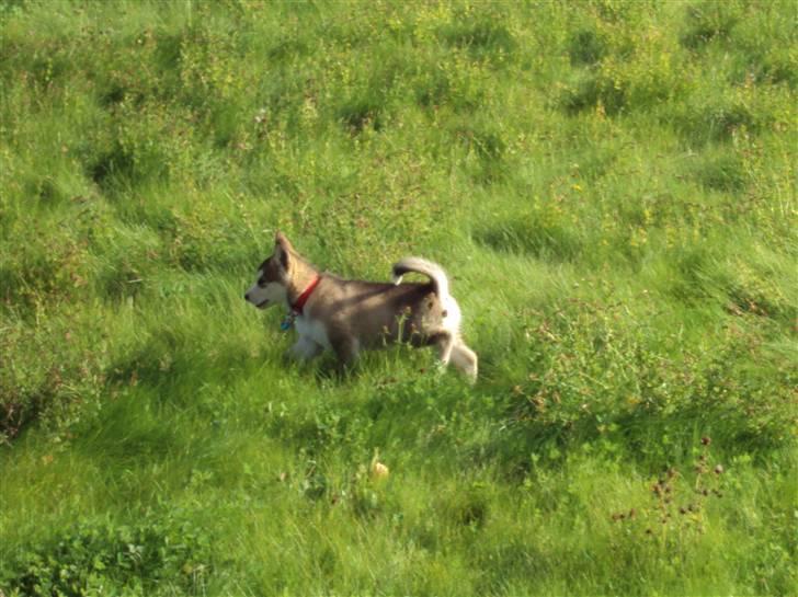 Alaskan malamute Theis billede 9