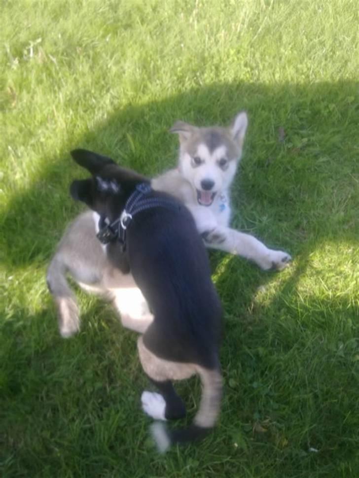 Alaskan malamute Theis - Theis & Zoe billede 10