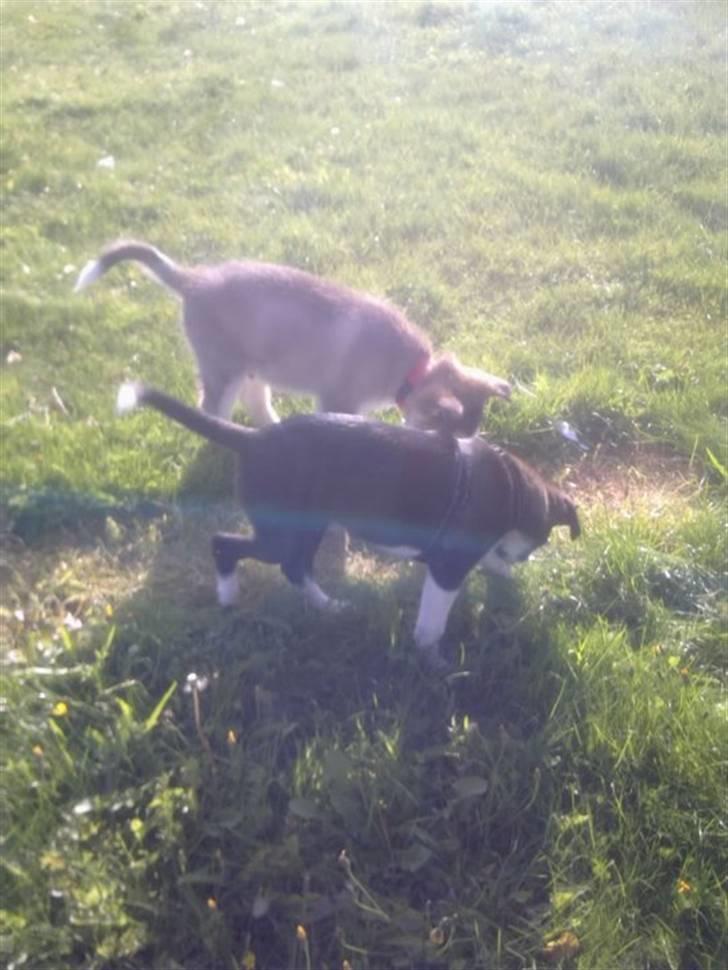 Alaskan malamute Theis billede 11