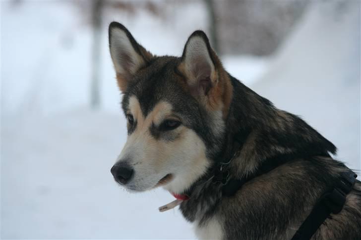 Alaskan malamute Theis - Theis ½ år billede 12