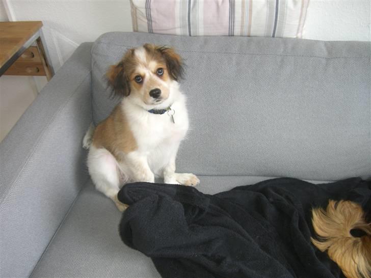 Blanding af racer Nemo billede 1