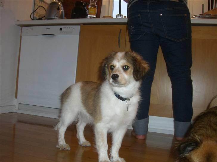 Blanding af racer Nemo billede 2