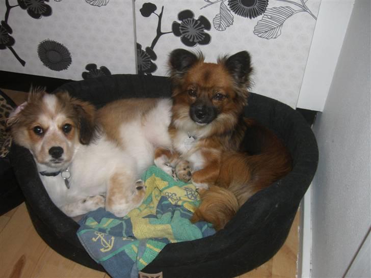 Blanding af racer Nemo billede 4