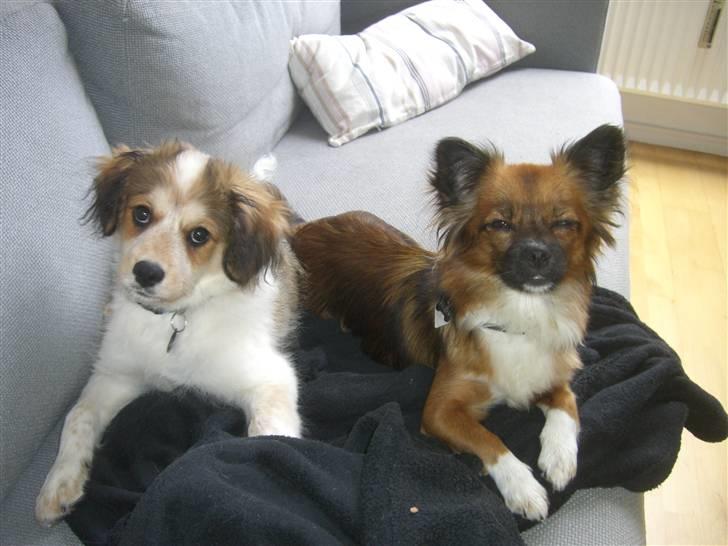 Blanding af racer Frida billede 4