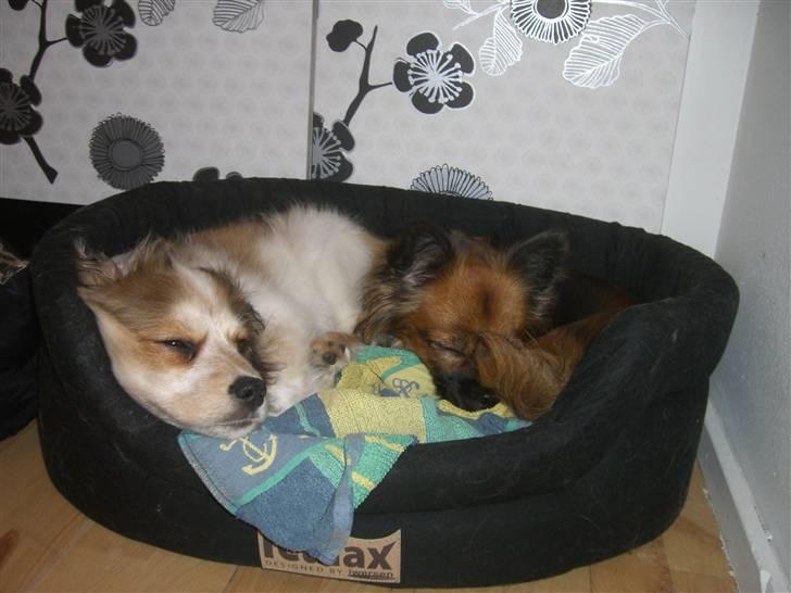 Blanding af racer Frida - Mmm..  Det er rart og putte med "lillebror" billede 5