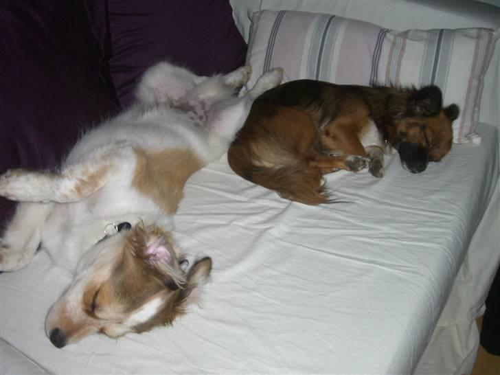 Blanding af racer Nemo billede 5