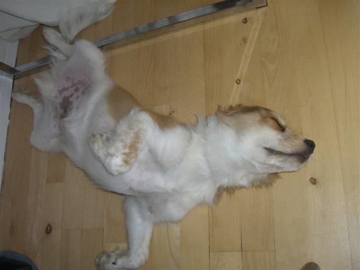 Blanding af racer Nemo - Man sover altså bar bedst på ryggen billede 6