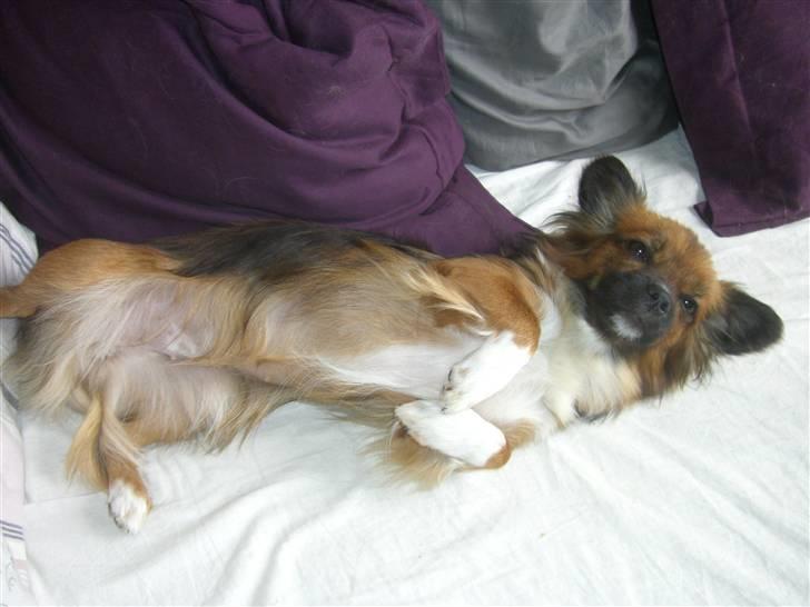 Blanding af racer Frida billede 6