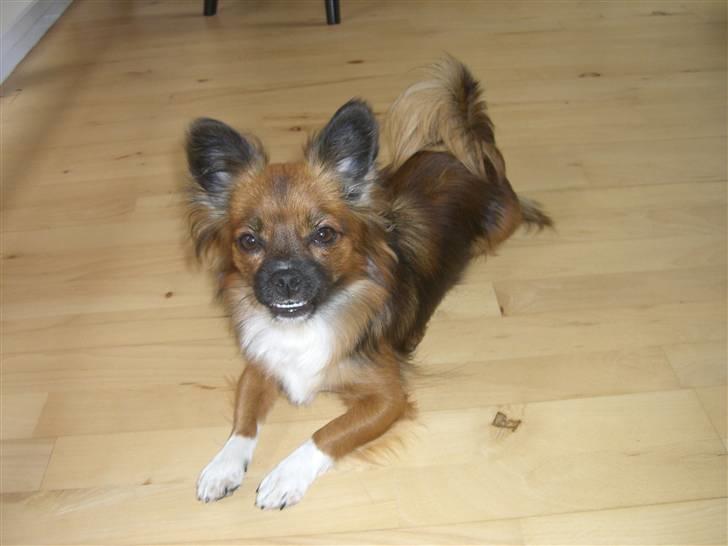 Blanding af racer Frida - Læg lige mærke til tandpasta-smilet. mor siger jeg har sådan nogle store og flotte bisser.. billede 7