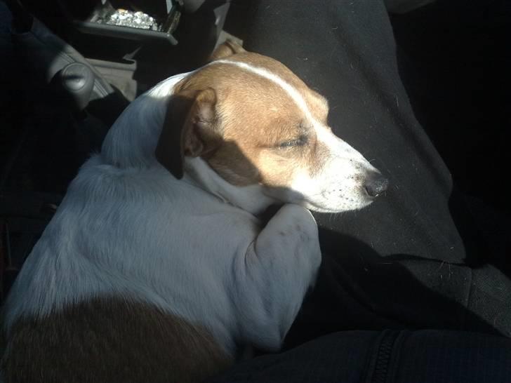 Jack russell terrier winnie billede 14