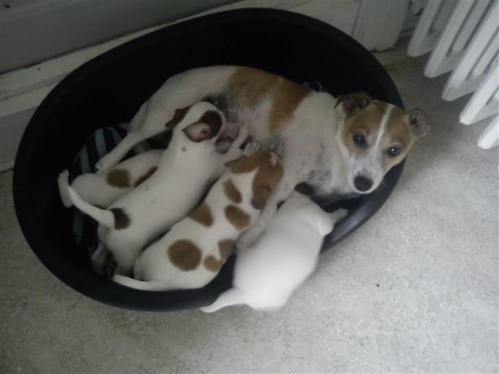 Jack russell terrier winnie billede 15