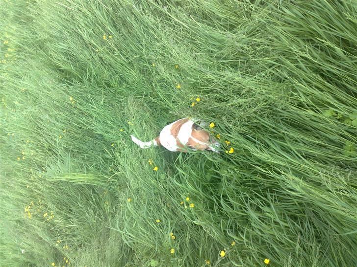 Jack russell terrier winnie billede 16