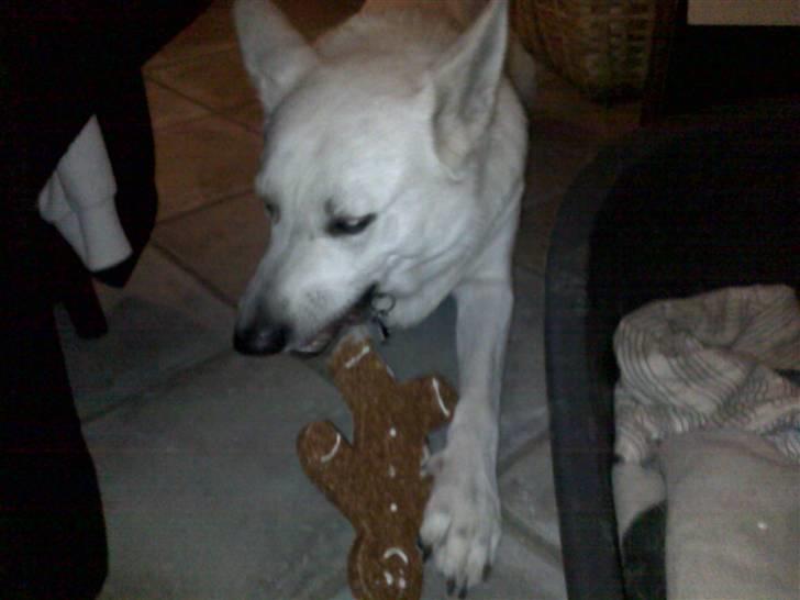 Hvid schæfer Milo - mmhhhh stor jule hunde kiks :) billede 14
