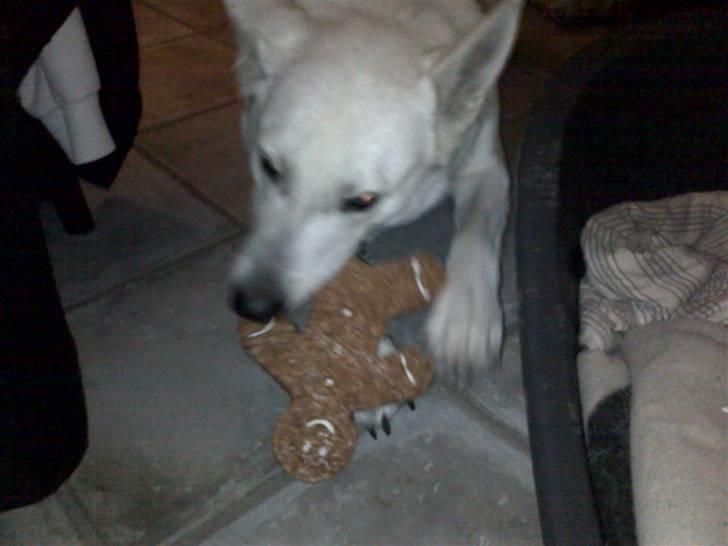 Hvid schæfer Milo billede 15