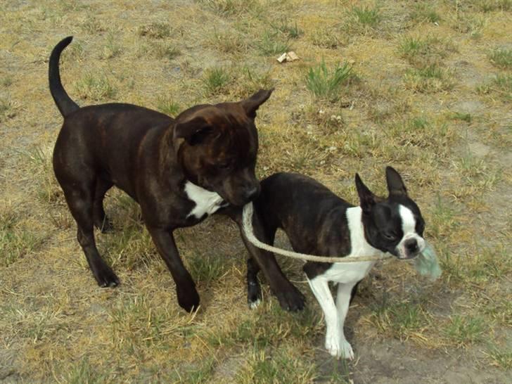 Staffordshire bull terrier Luke - Luke og Anton billede 15