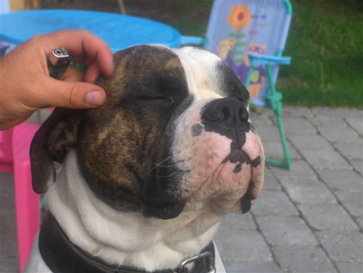 Olde english bulldogge Alfred billede 16