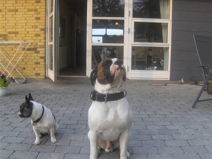 Olde english bulldogge Alfred billede 17