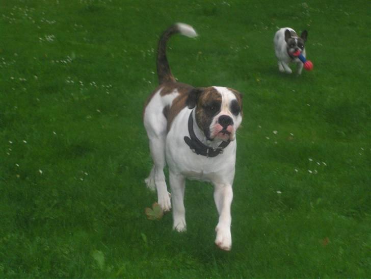 Olde english bulldogge Alfred billede 18