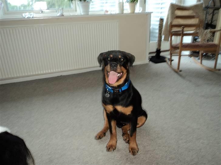 Rottweiler Cæsar - 6måneder billede 16