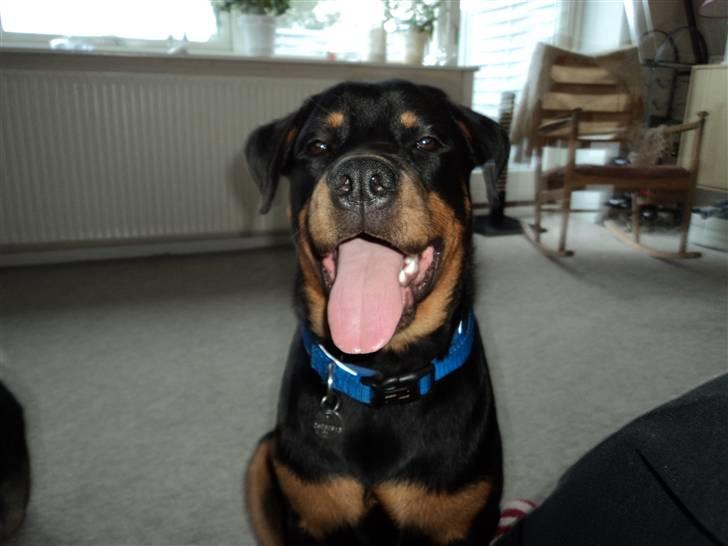 Rottweiler Cæsar - 6måneder billede 17