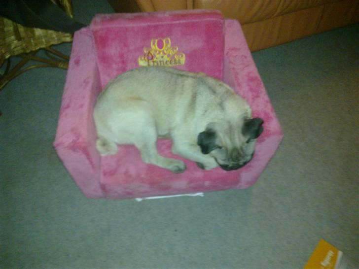 Mops Henry - Henry tar en lur i Emmes stol. billede 9