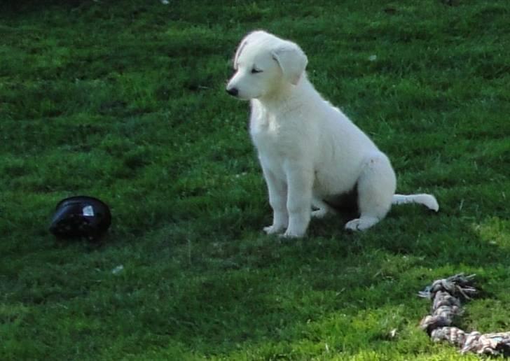 Hvid schæfer Bella billede 1