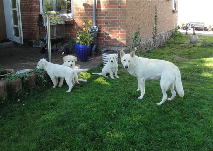 Hvid schæfer Bella billede 2