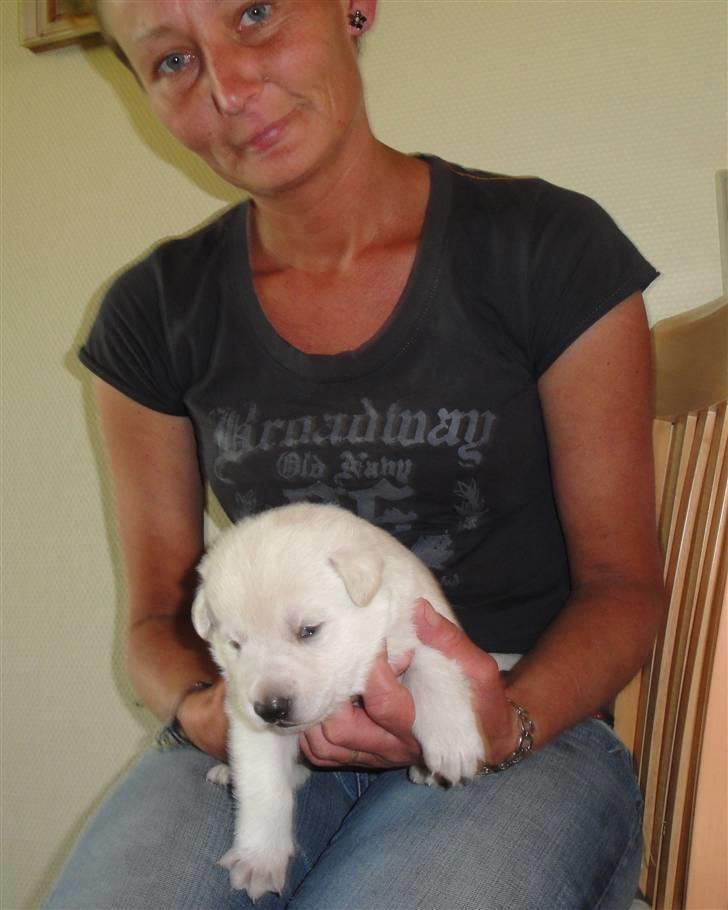 Hvid schæfer Bella - Ja er de ikke skønne... billede 3