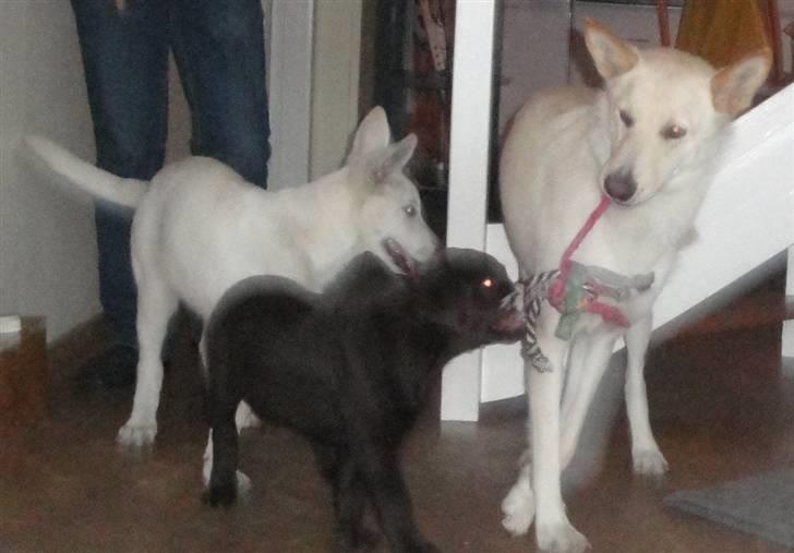 Hvid schæfer Bella billede 4