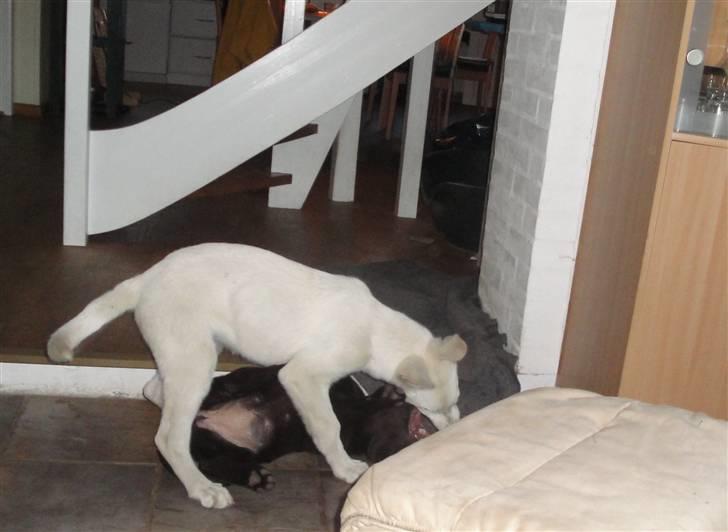 Hvid schæfer Bella billede 5