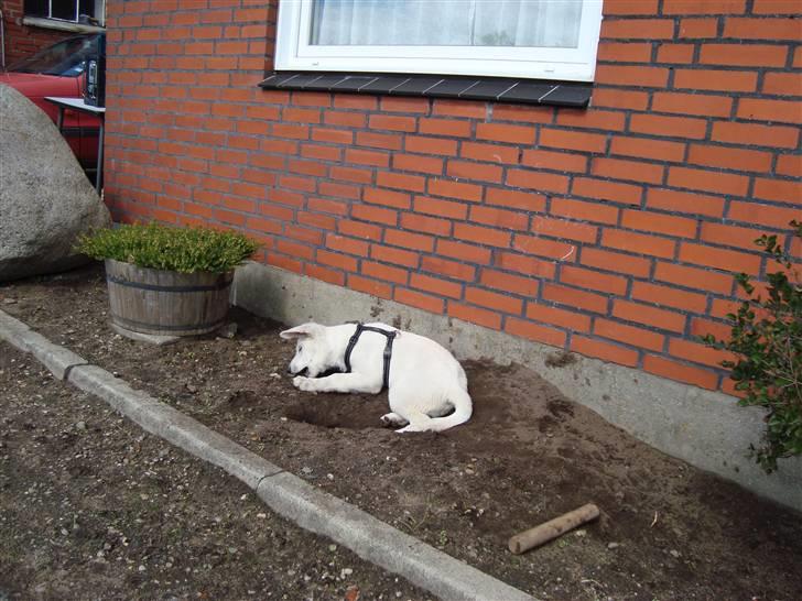 Hvid schæfer Bella - Ja så skal der graves i min nye forhave... billede 6