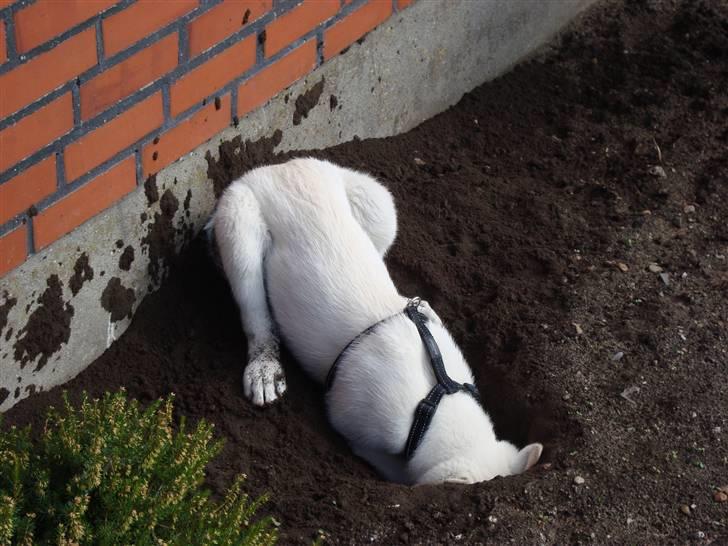 Hvid schæfer Bella - Skønt så er der et sted der er ro hvis "mor og far bliver for højt snakkende på bænken" billede 7