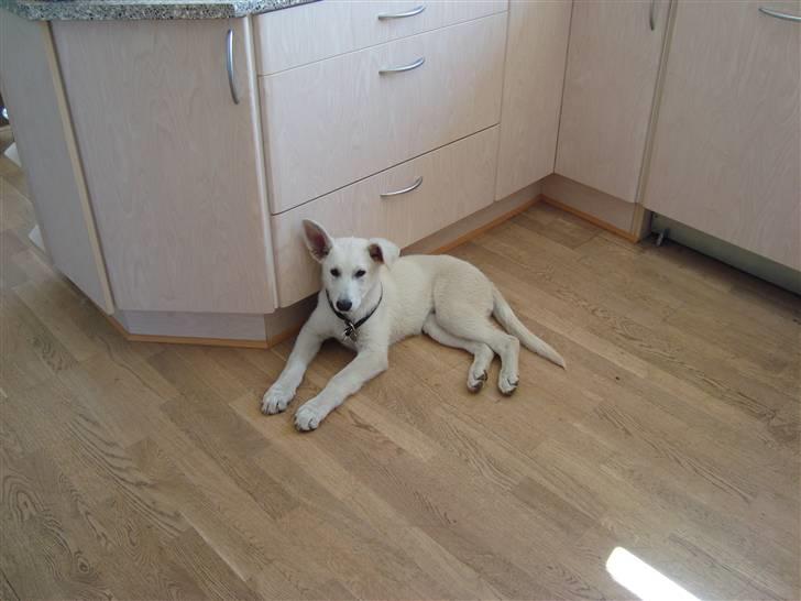 Hvid schæfer Bella billede 8