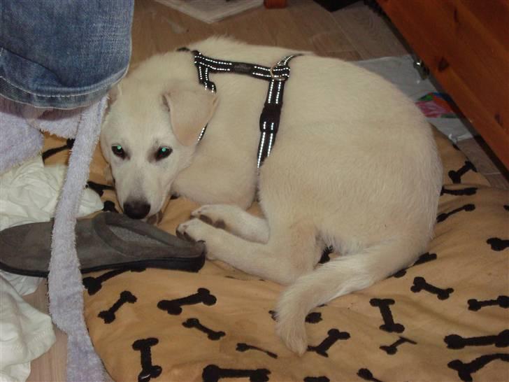 Hvid schæfer Bella billede 9