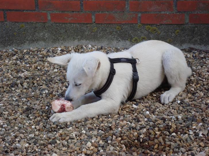 Hvid schæfer Bella billede 10