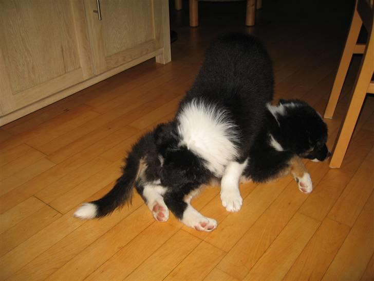 Border collie Satu (Hummelhund) - Jeg slås med min bror Jedan billede 2
