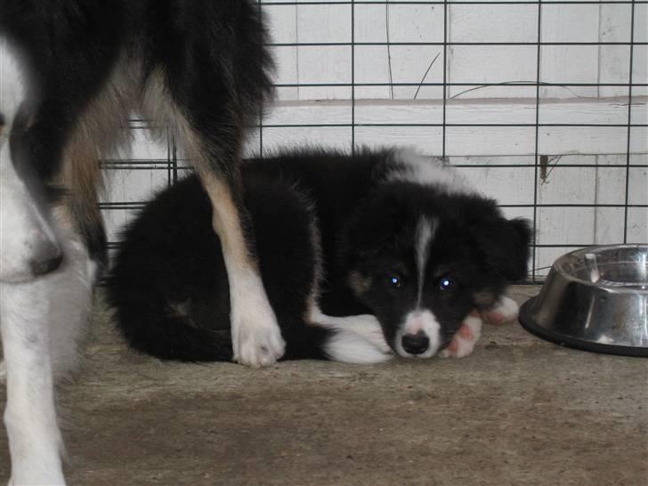 Border collie Satu (Hummelhund) - Da vi mødte ham hos opdrætteren billede 3