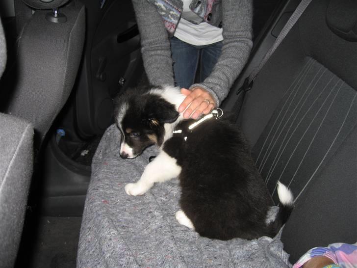 Border collie Satu (Hummelhund) - Den dag vi hentede ham billede 4
