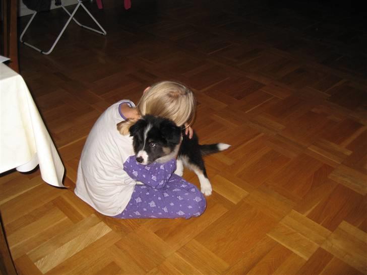 Border collie Satu (Hummelhund) - Mig og min "søster" billede 5