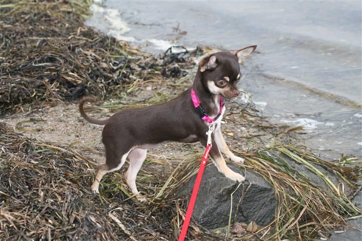 Chihuahua Gimmie From Sweetie DKK - Trunte på stranden, hun syntes det var vildt spændende og man kunne dårligt følge med de små ben :-) billede 9