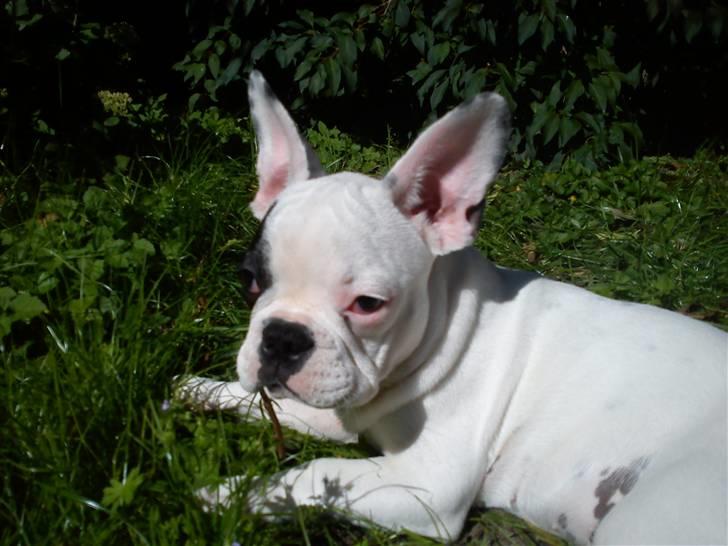 Fransk bulldog Balder billede 1
