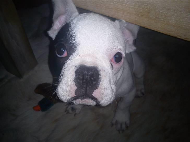 Fransk bulldog Balder billede 2