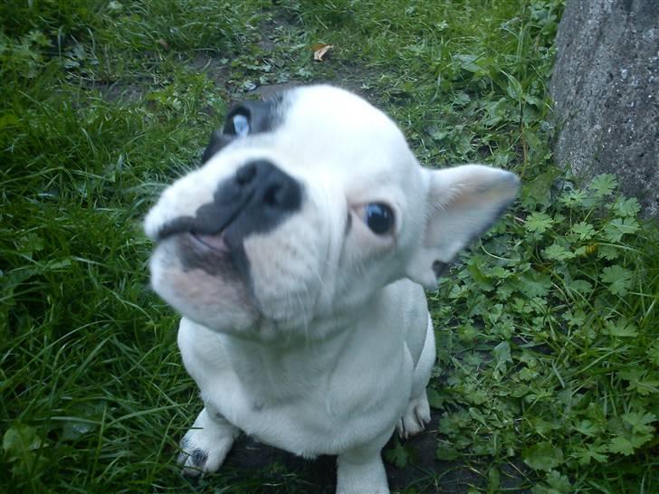 Fransk bulldog Balder billede 3